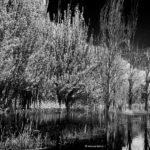 "Árboles y reflejos"