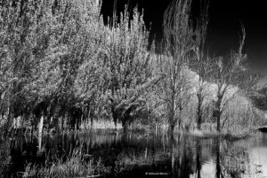 "Árboles y reflejos"